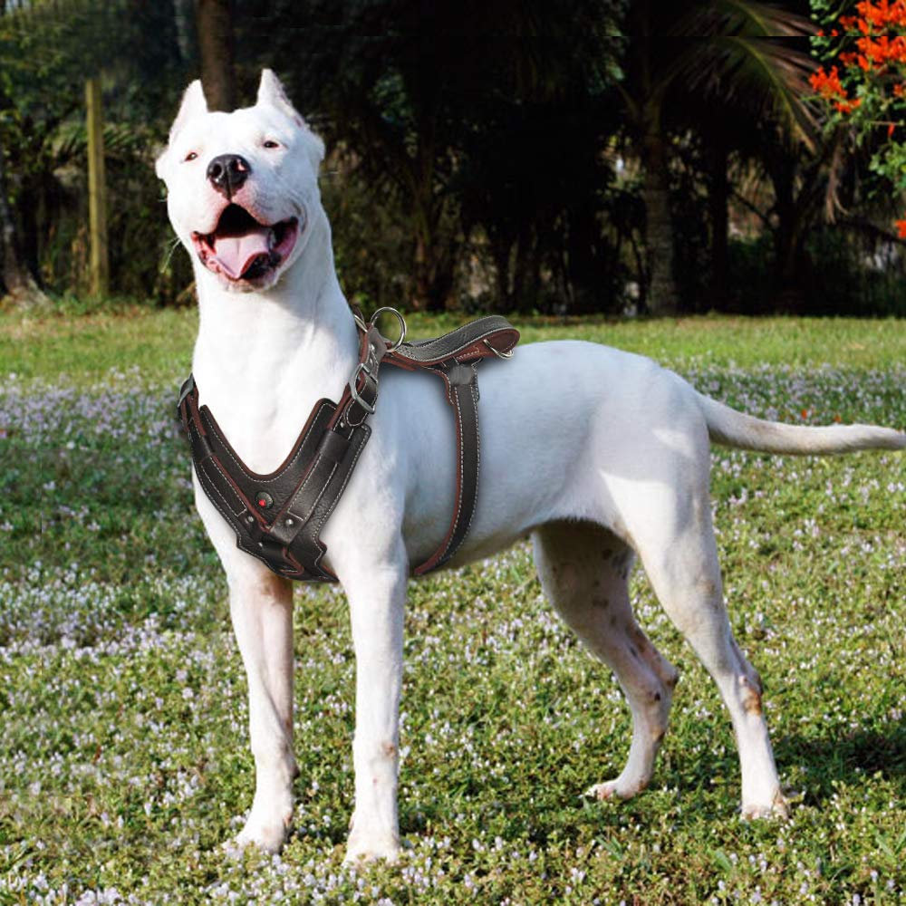 PET ARTIST ajuste con tres correas para un ajuste individualizado.