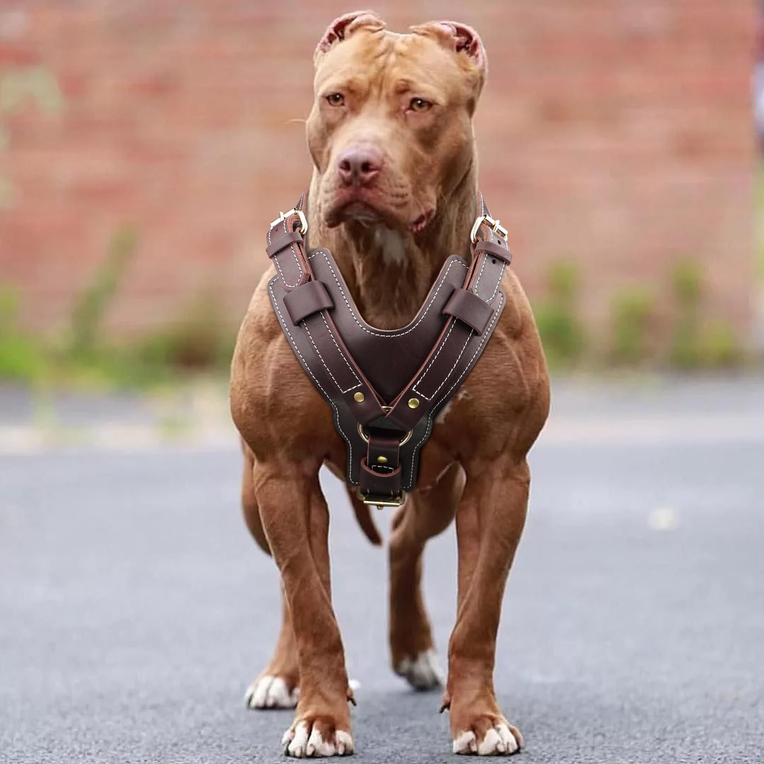 ARNES PET ARTIST para perros grandes ofrece triple ajuste cómodo.