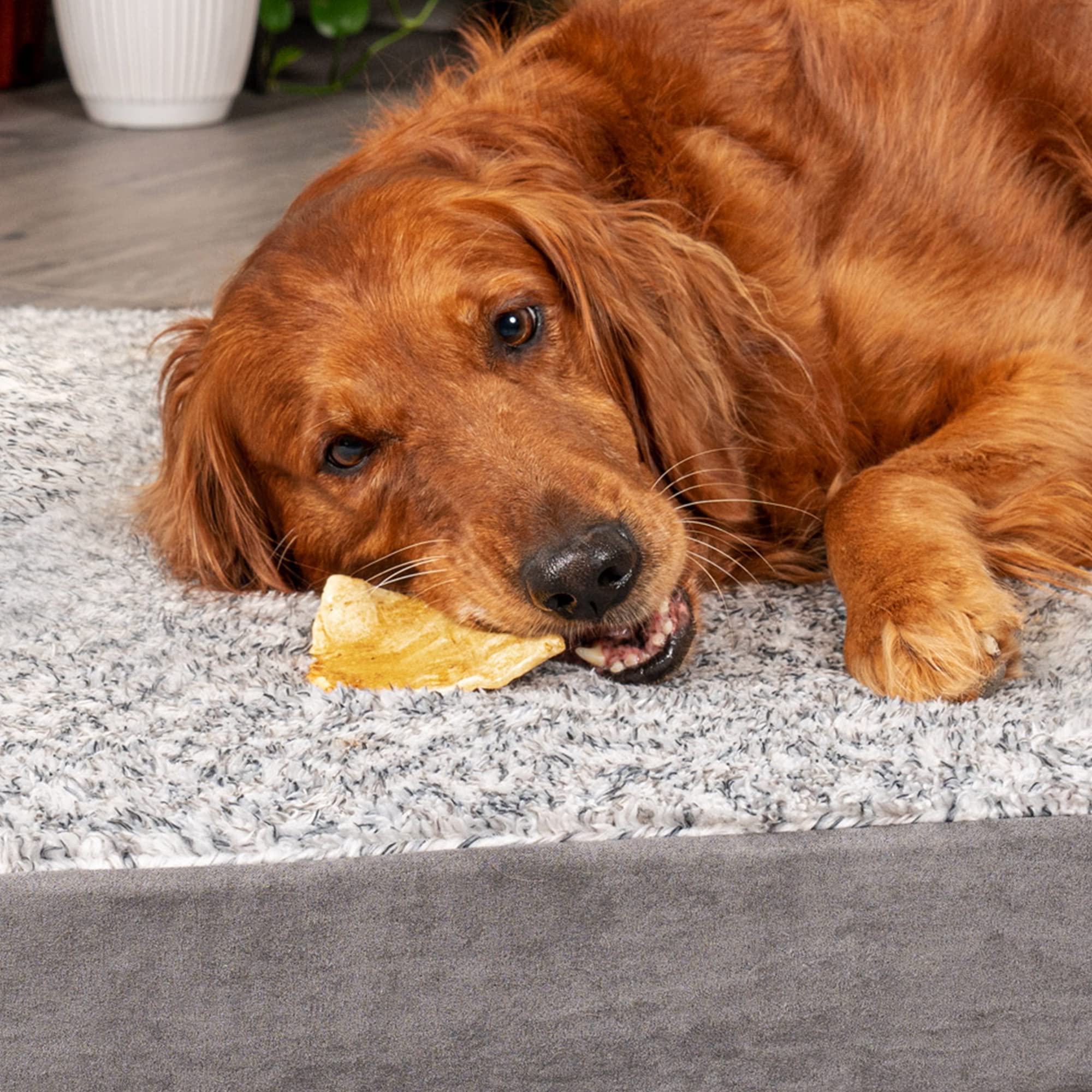 Uso de Pet Factory para apoyar higiene bucal durante la masticación.