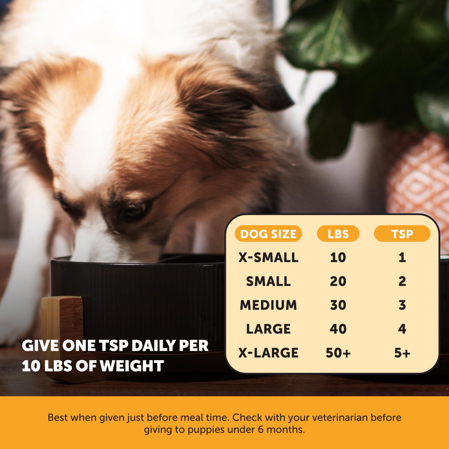 Pet Honesty perro con pelaje brillante gracias al aceite de salmón