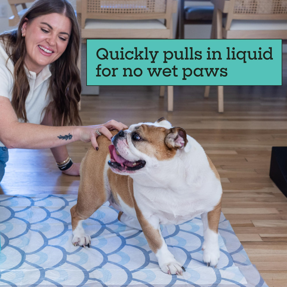 Pet Life Unlimited Smart Prints XXL: 5 capas de absorción para retener líquidos.
