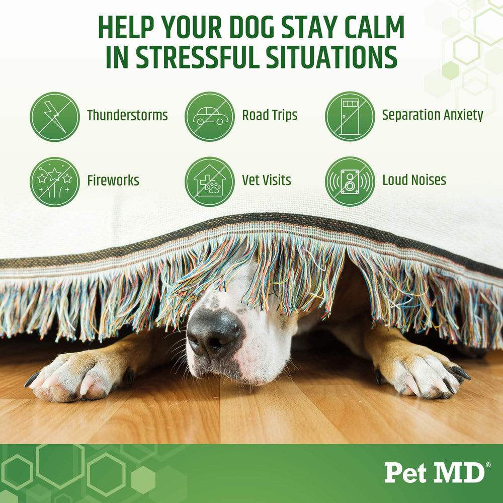 Pet MD perro relajado en sofá: sensación de calma y confort.