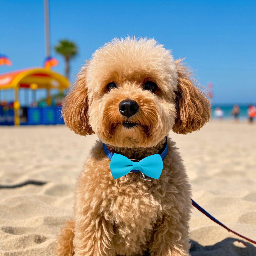 PET SHOW accesorio para groomers y tiendas de mascotas