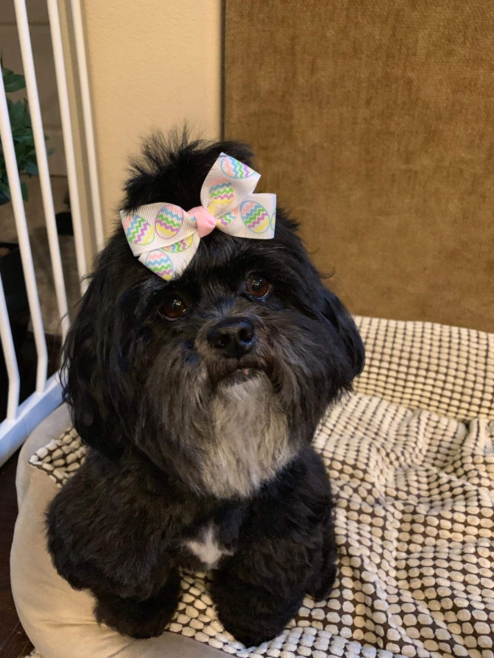 PET SHOW arte peinado mascotas, crea lazos decorativos de forma sencilla