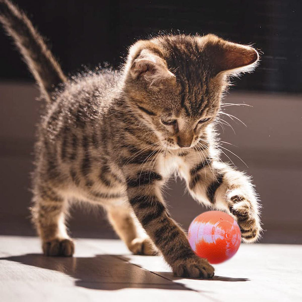 Bola PET SHOW para regalo de gatos en cumpleaños.