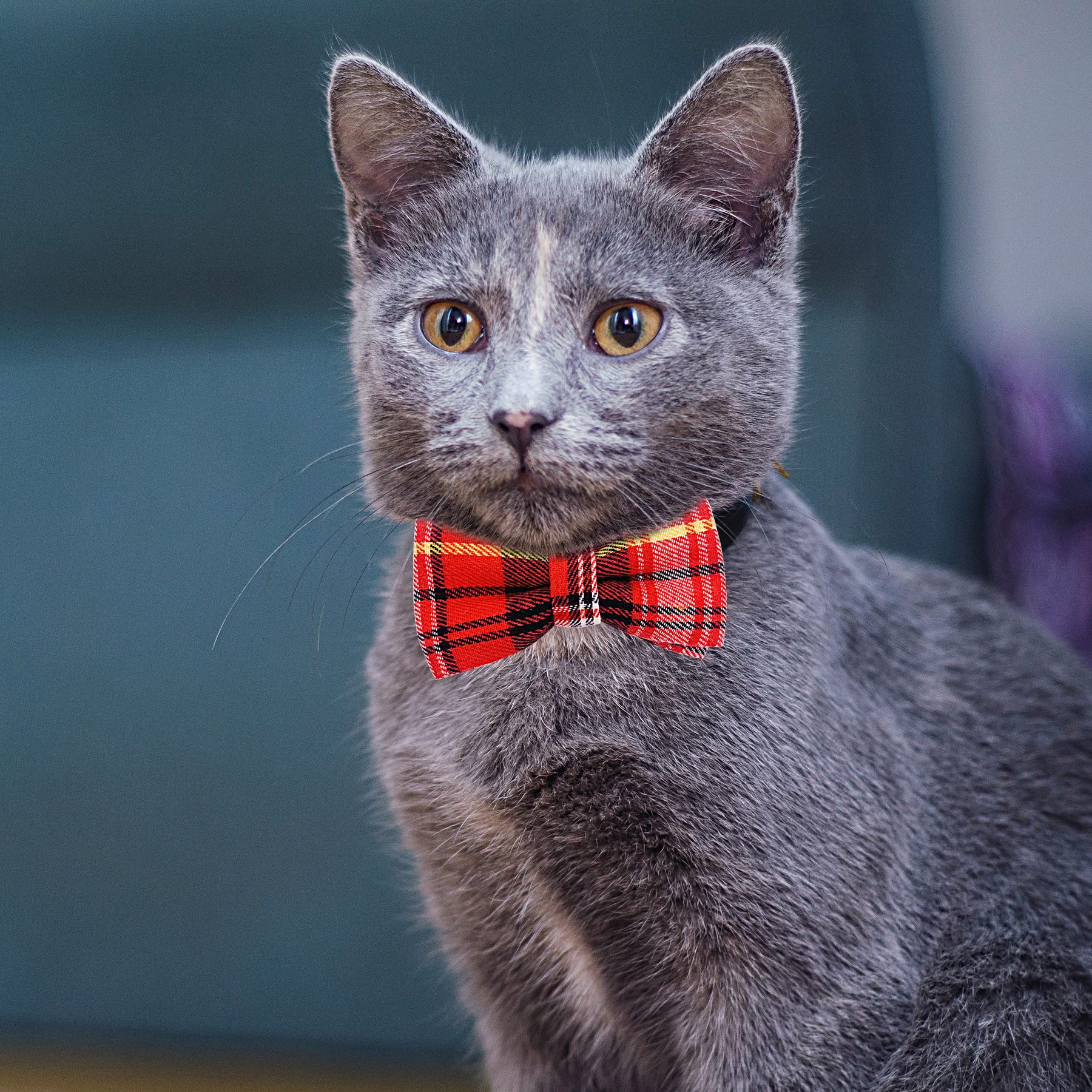 PET SHOW conjunto de lazos para uso diario y fiestas.