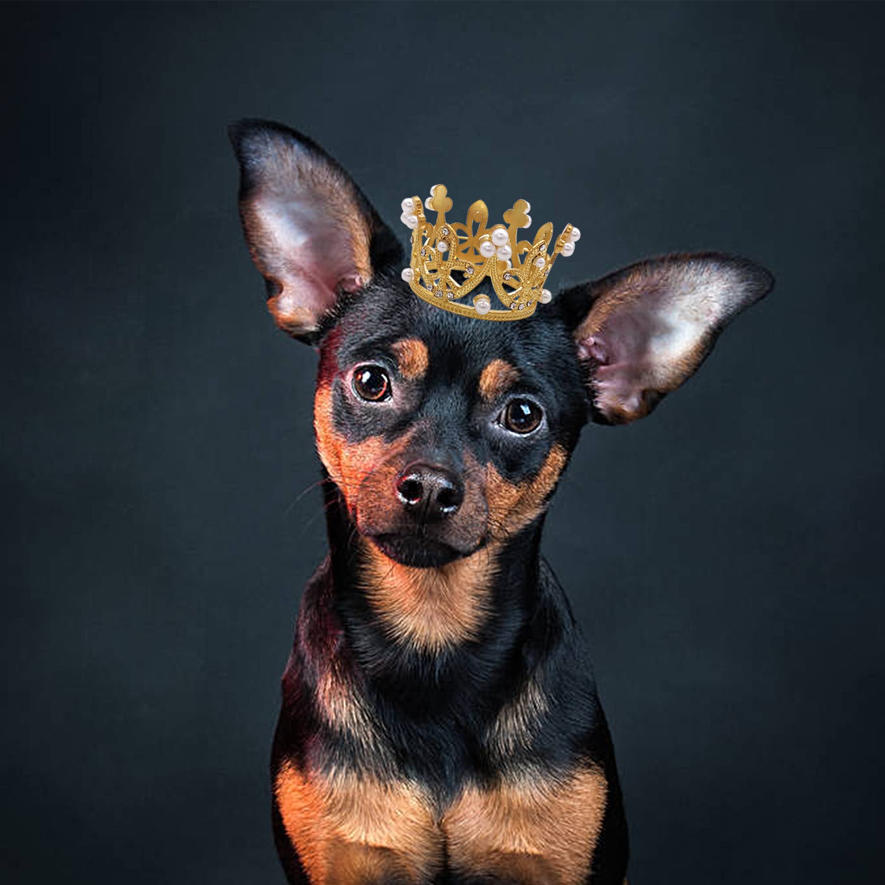 Accesorio PET SHOW para sesiones de fotos y celebraciones de mascotas.