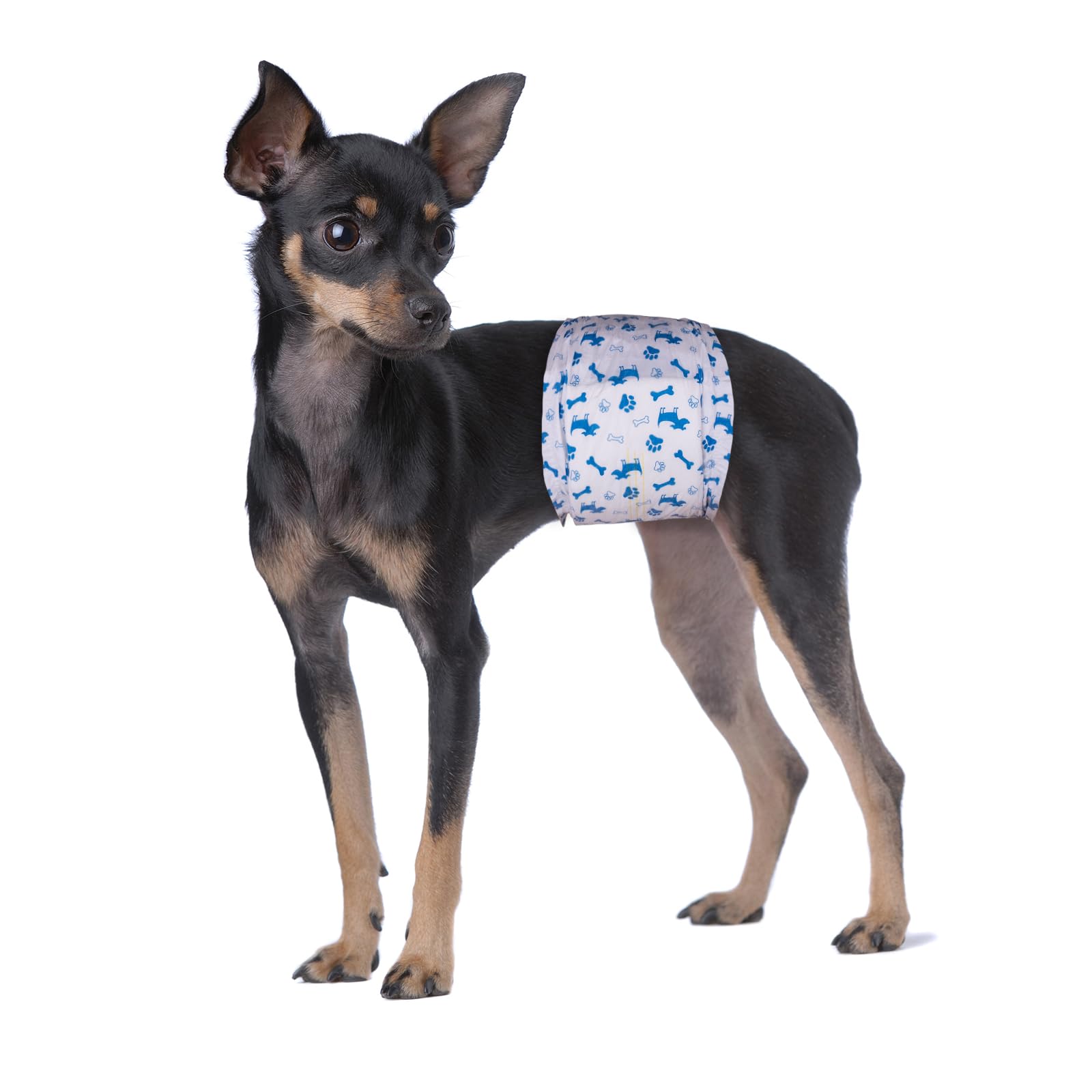 Equipo de atención al cliente rápido de Pet Soft