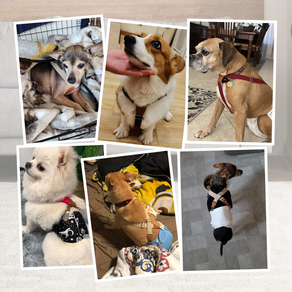 Pet Soft tirantes permiten ajuste de tamaño para perros de distintas medidas.