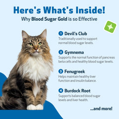 Pet Wellbeing Azúcar en Sangre Oro, dosificación con gotero para gatos.