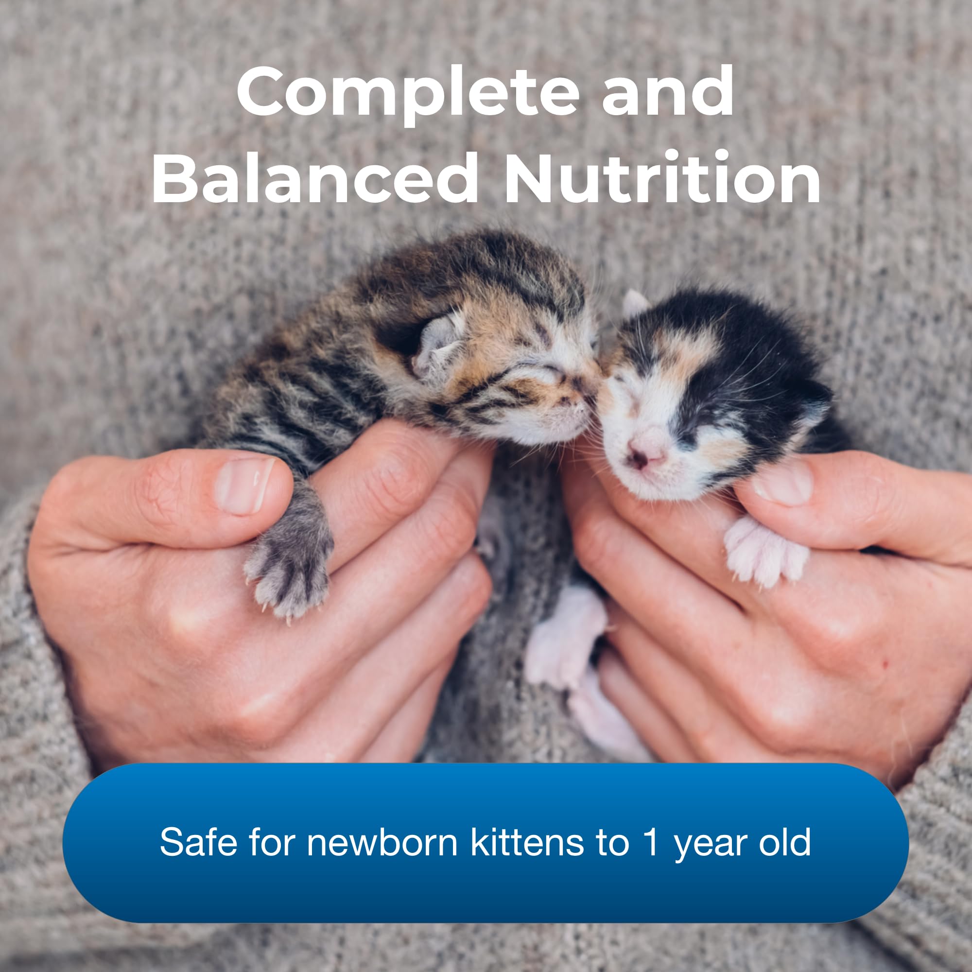 PetLac servido en tazón para gatitos felices y bien alimentados.