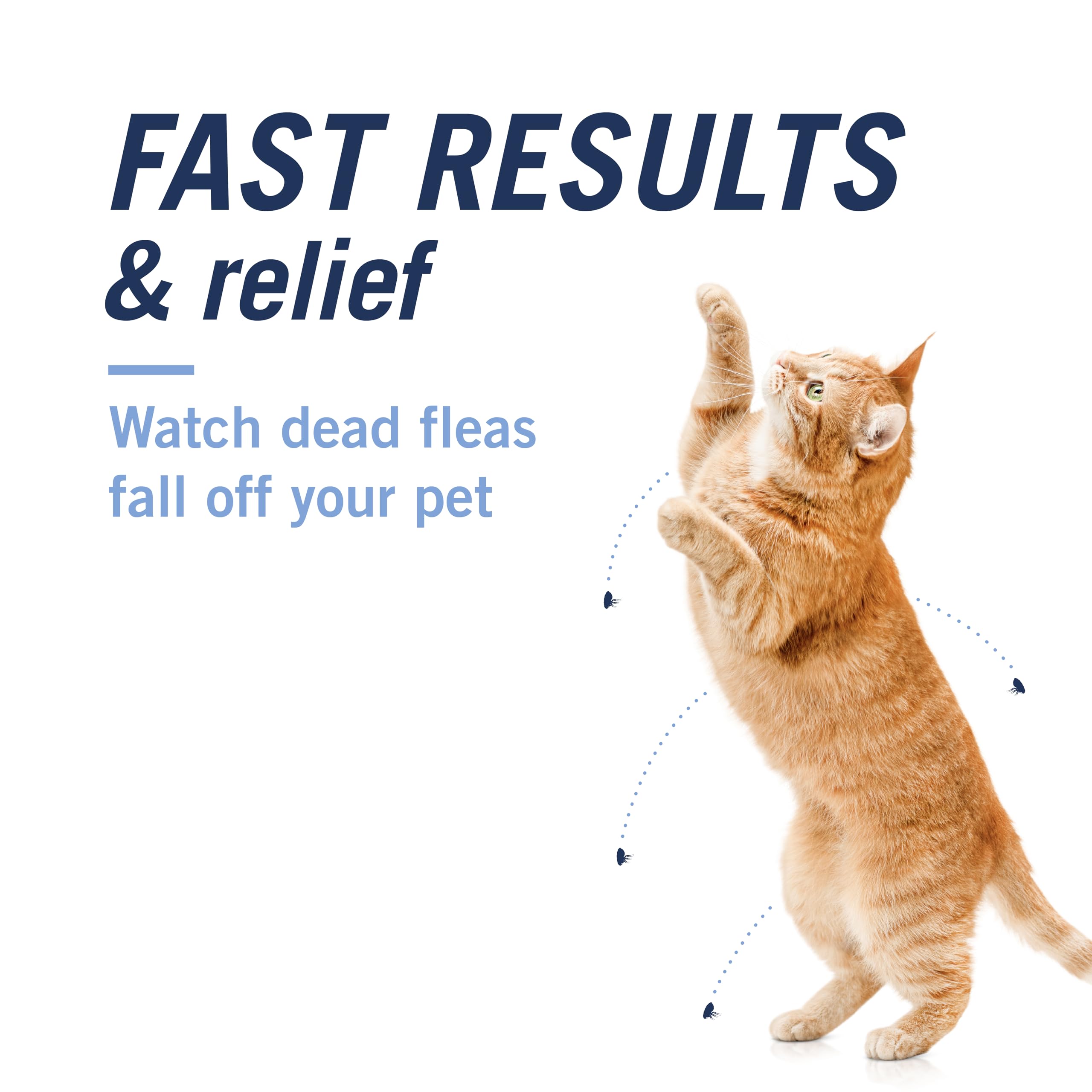 CAPACTION ayuda a controlar reinfestación de pulgas en gatos.