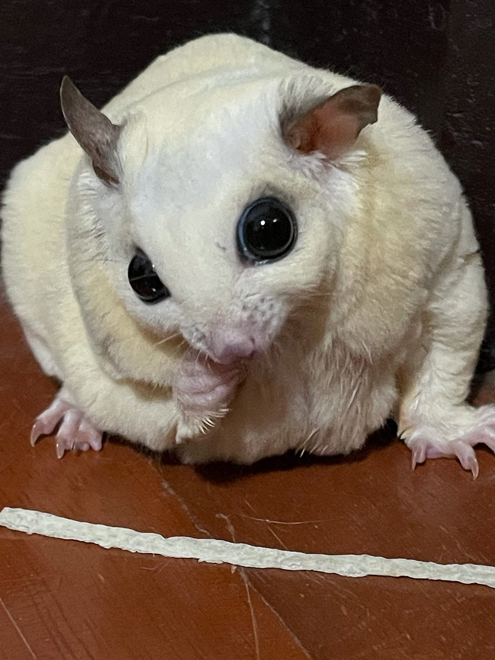 PETIVORE snack para mascotas exóticas pequeñas, ideal como recompensa.