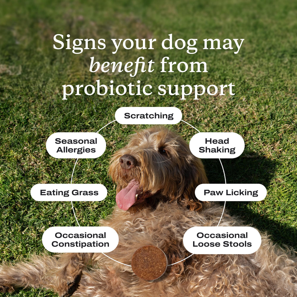 PetLab Co. probióticos para perros, perro comiendo, sabor cerdo favorece la aceptación.