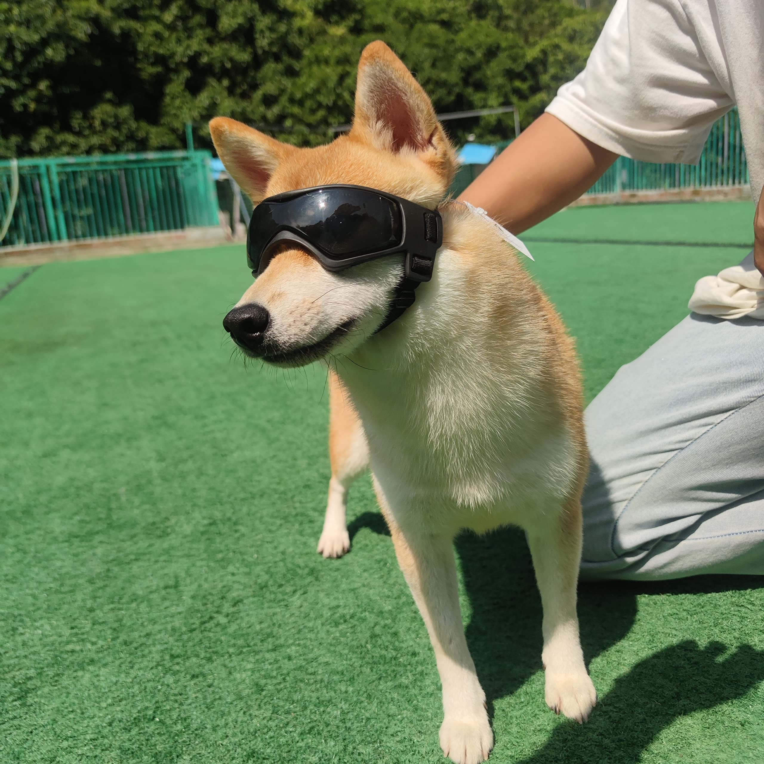 Lunettes PETLESO, chien en extérieur portant les lunettes, démonstration d'utilisation.