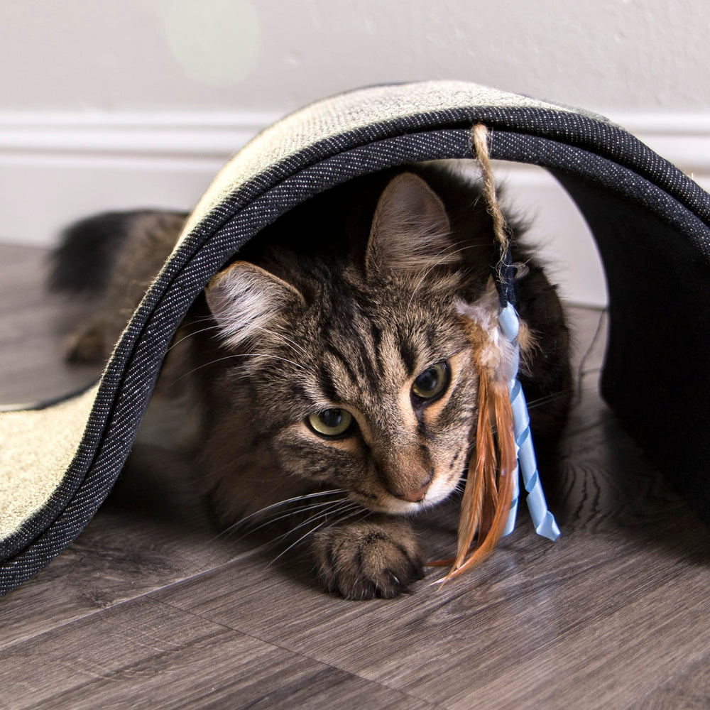 Petlinks Dream Curl ambiente ideal en casa para gatos y gatitos.