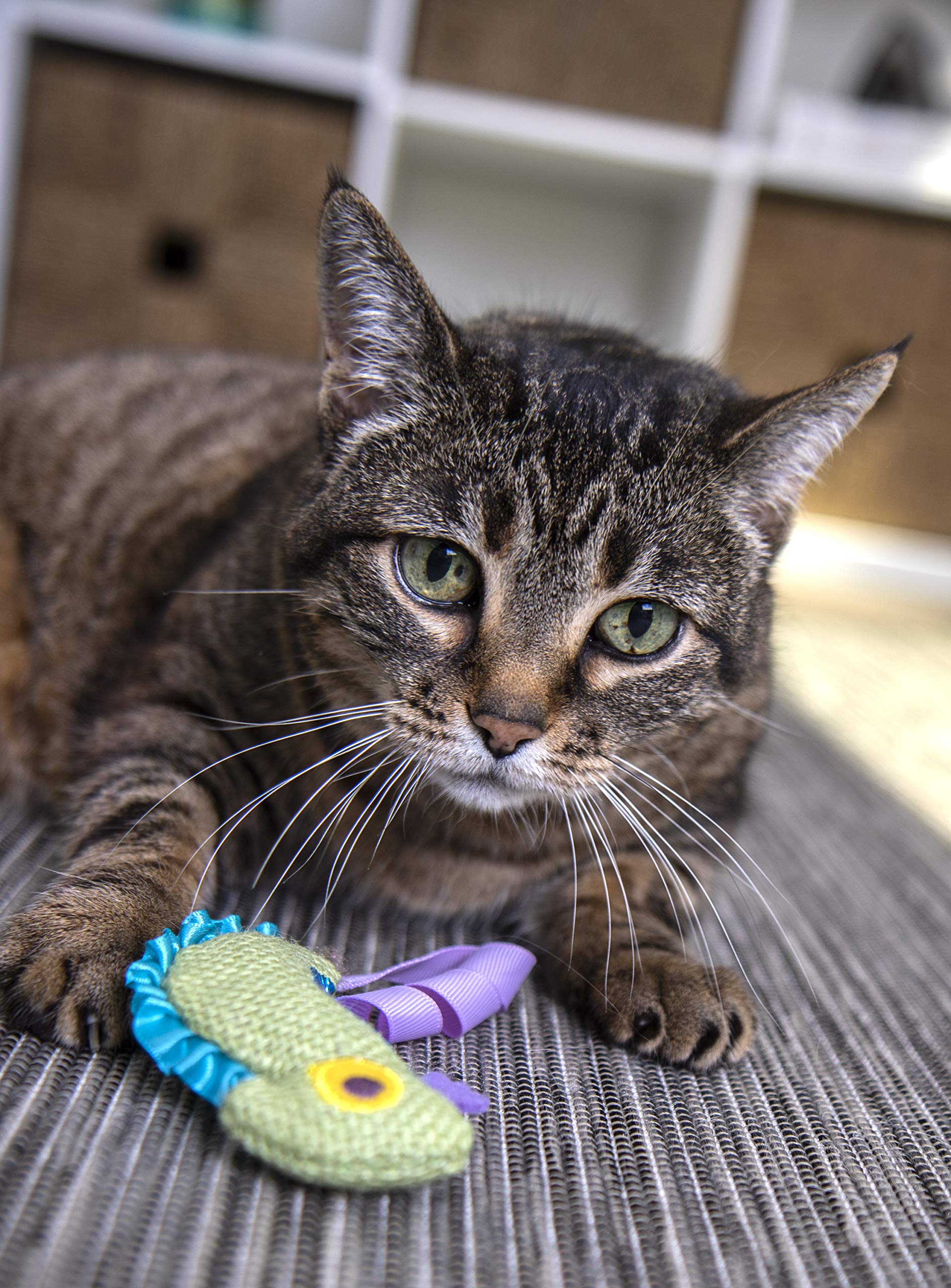 Petlinks HappyNip Camaleón: diseño seguro para gatos en sesiones de juego cortas.