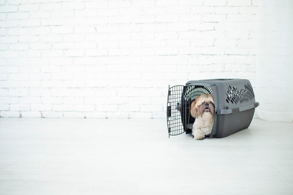 Petmate Pet Porter jaula para perro, limpieza sencilla gracias a carcasa plástica