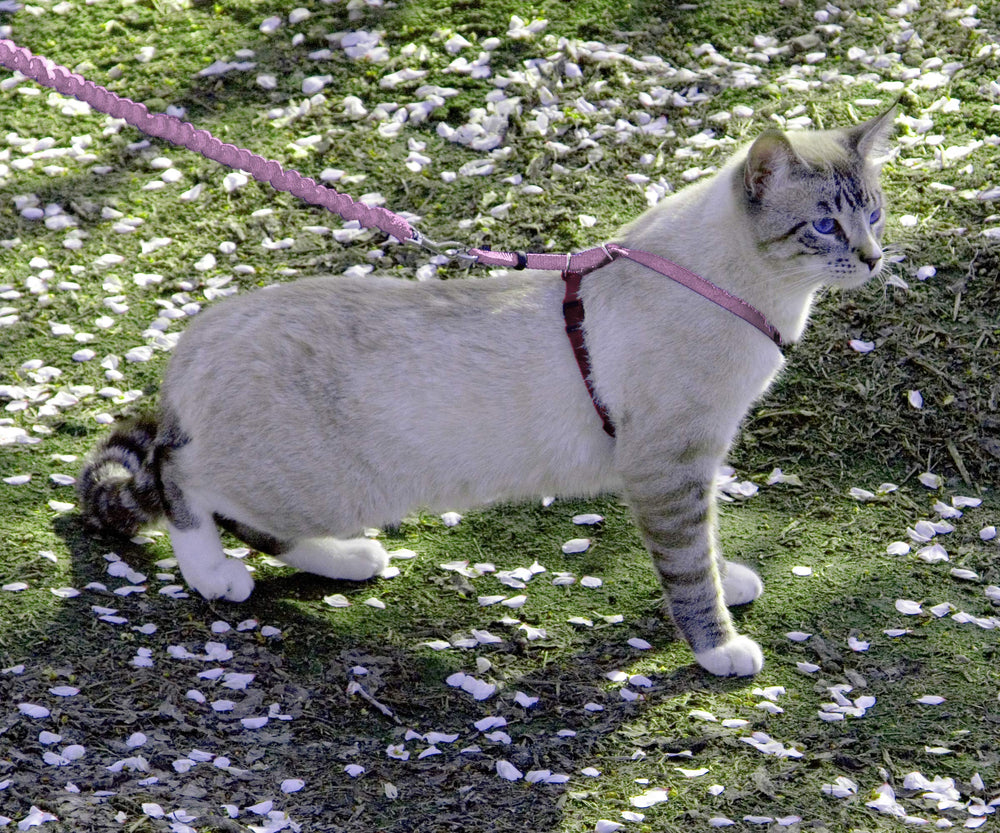 PetSafe arnés para gatos con cierre rápido para colocar y quitar fácilmente