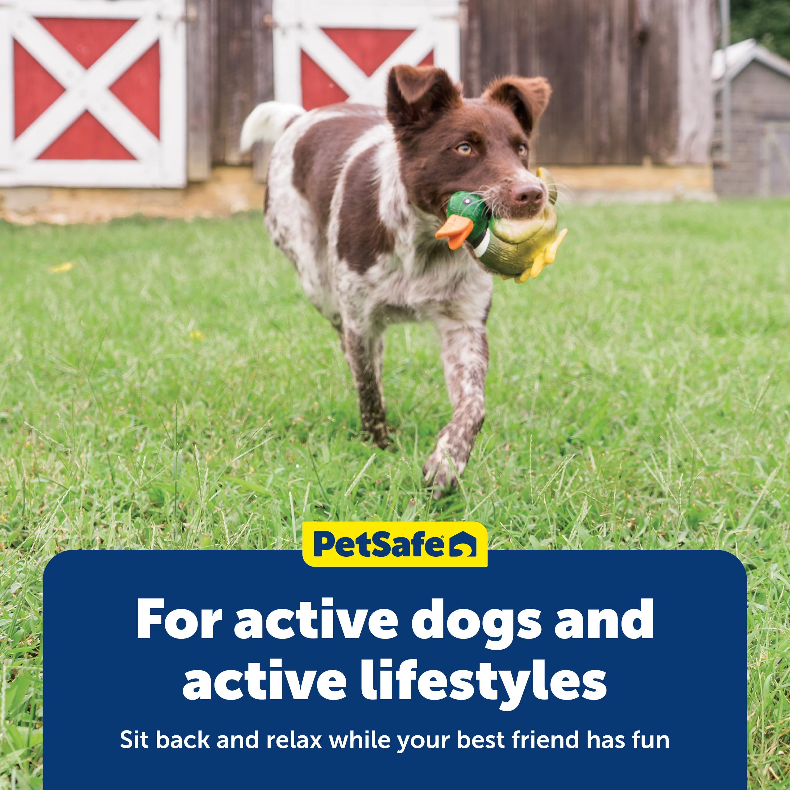PetSafe pato resistente para juegos de búsqueda