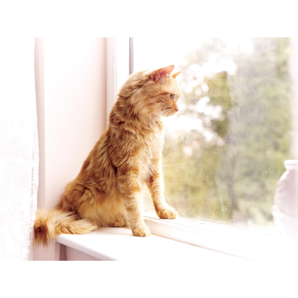 PetSafe Staywell: colocación rápida de la llave en el collar.