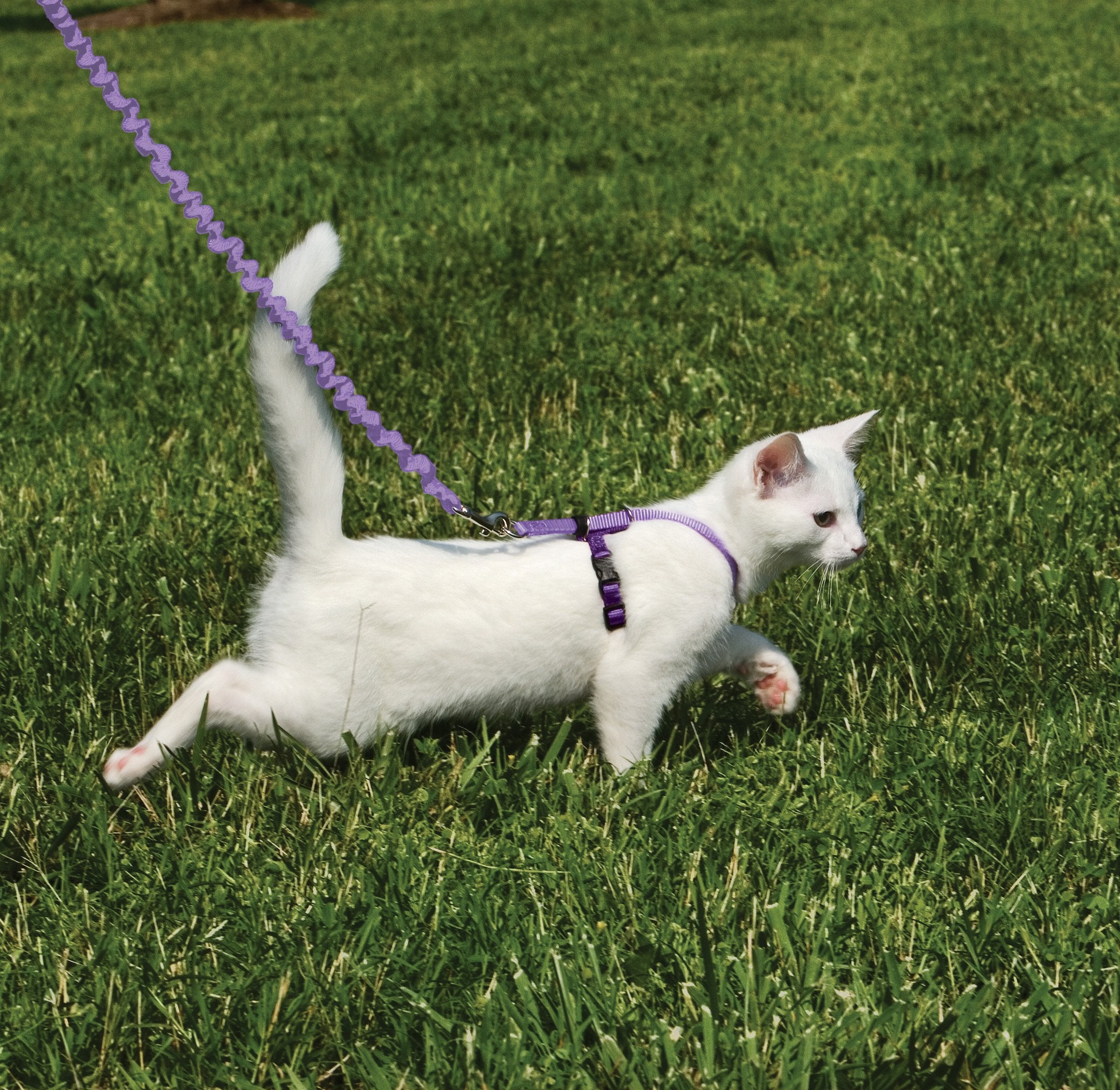PetSafe correa bungee ligera para entrenamiento suave.