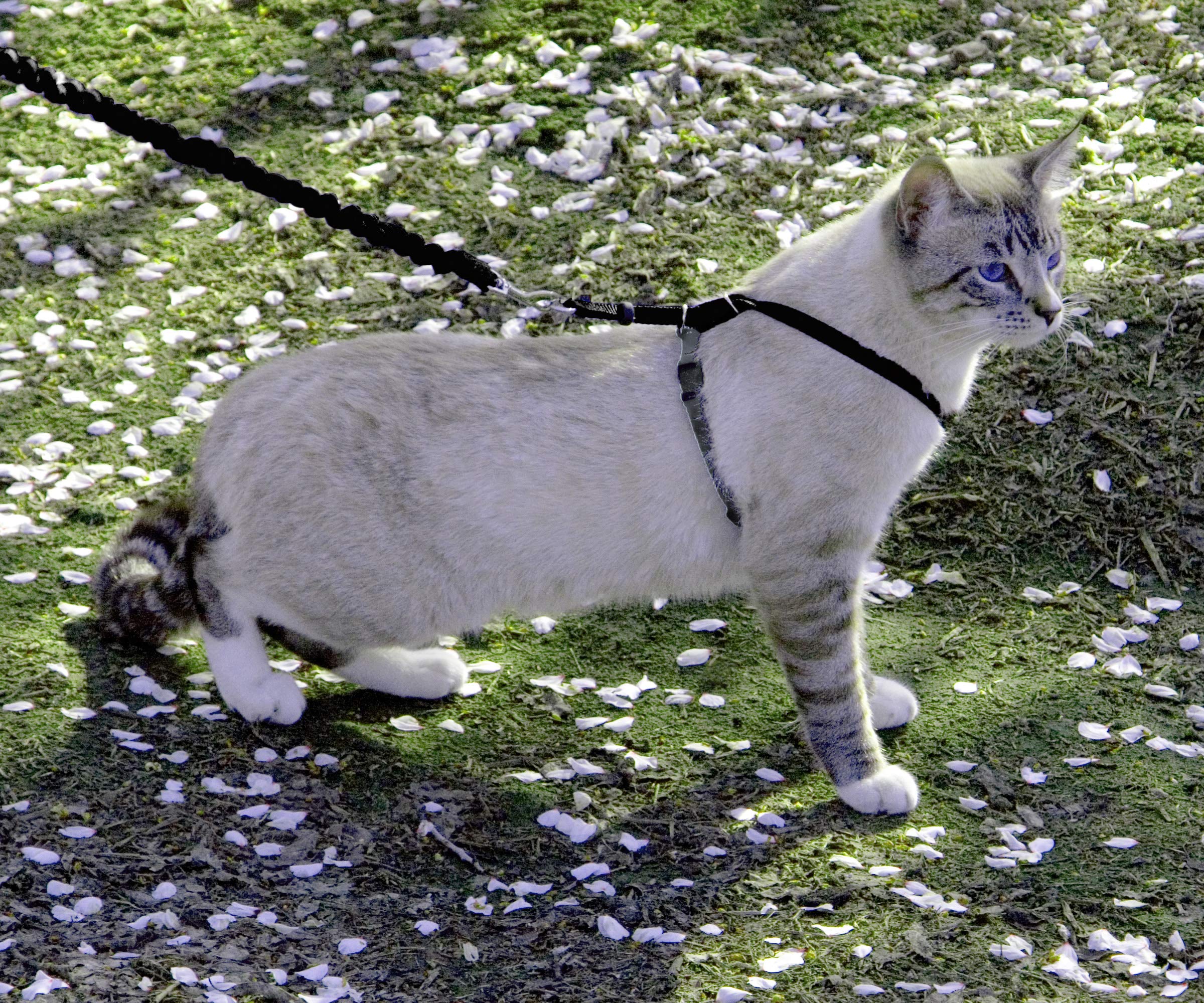Correa bungee ligera PetSafe Come With Me para paseos controlados y cómodos