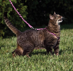 PetSafe Come With Me Kitty correa-con-muelle dusty-rose para paseos controlados