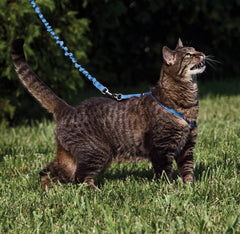 PetSafe correa bungee para gato facilita paseos suaves y controlados.