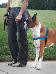 PetSafe Deluxe Easy Walk, correas acolchadas de neopreno para mayor comodidad.
