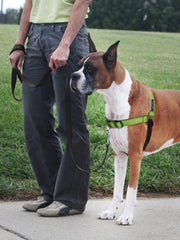 PetSafe Deluxe Easy Walk Harness martingale: bucle suave para redirigir el comportamiento.
