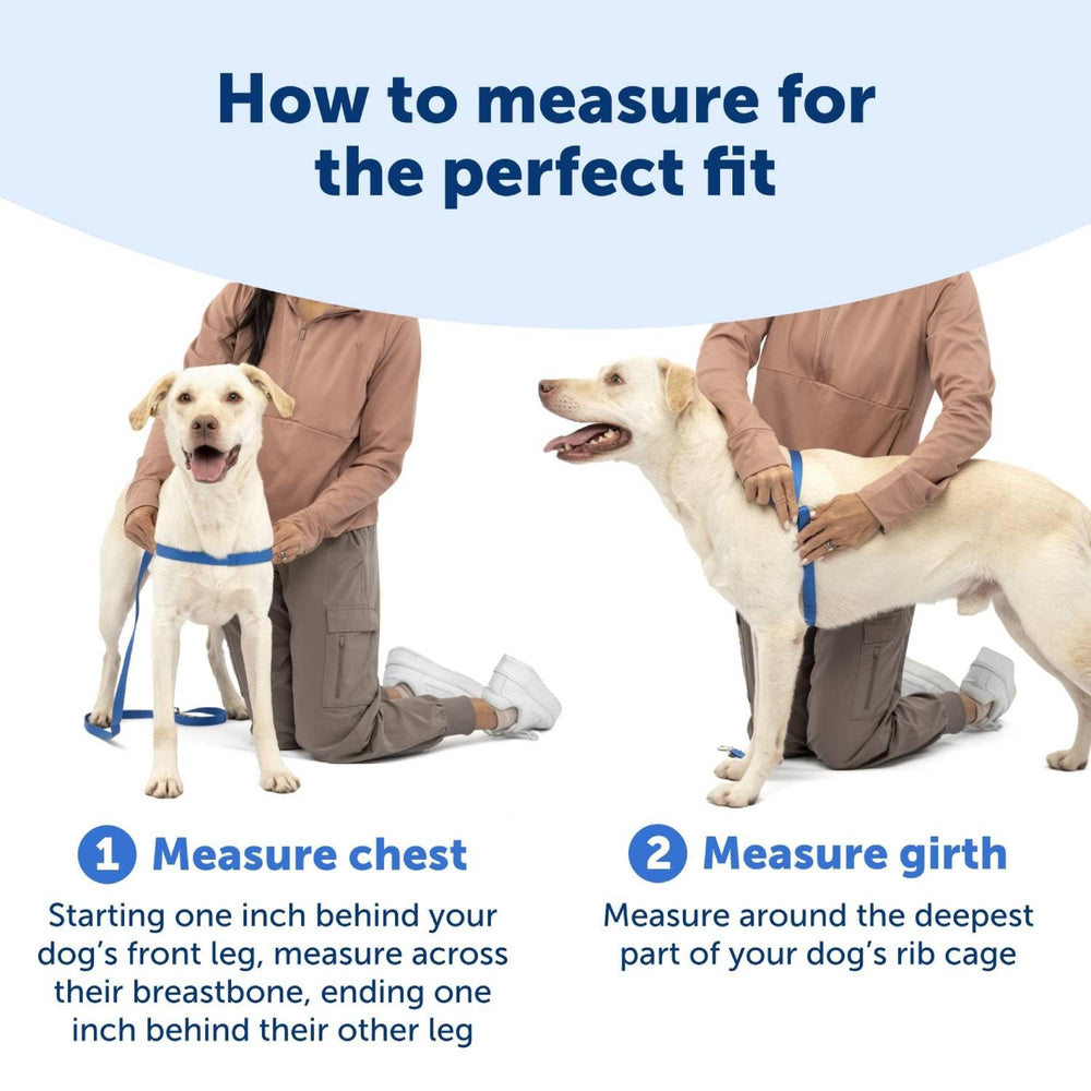 PetSafe Easy Walk: arnés con cinta del vientre de color diferente para colocar con facilidad.