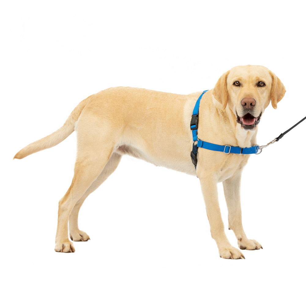 PetSafe Easy Walk arnés frontal para perros, ayuda a evitar tirones durante el paseo.
