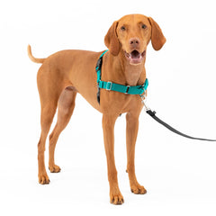 PetSafe Easy Walk arnés para perro, detalle frontal, ideal para paseos sin tirones.