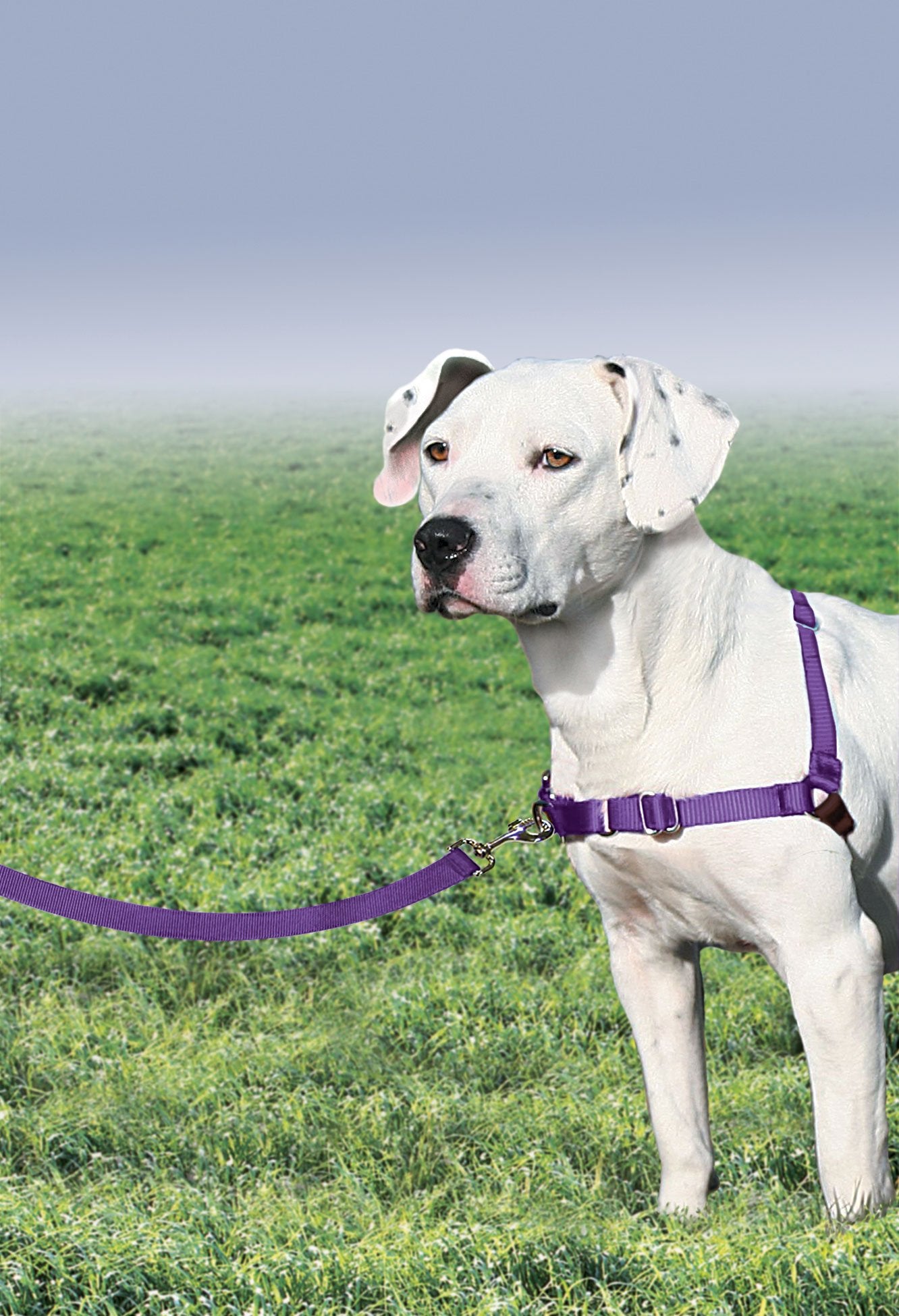 PetSafe Easy Walk Harness, ajuste de confort para paseos más cómodos.