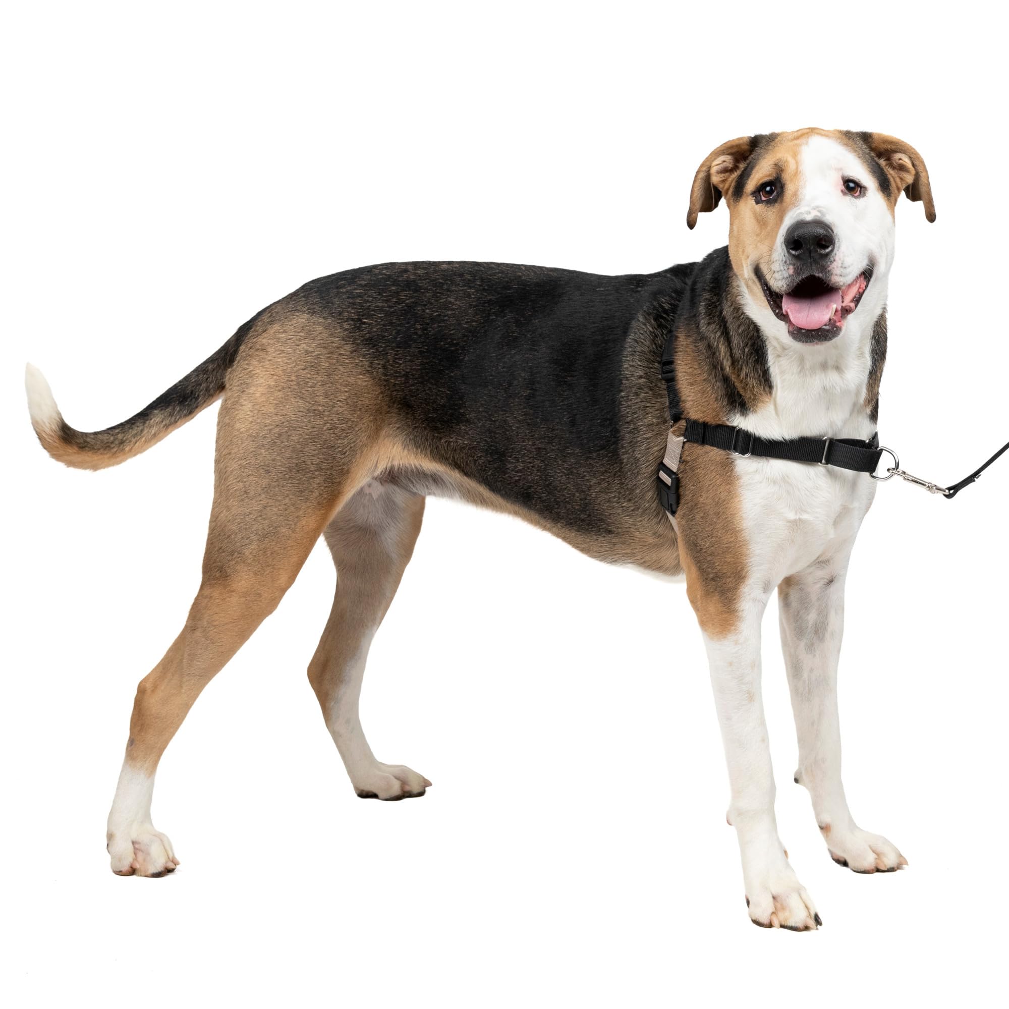 Petsafe Easy Walk fácil de ajustar para paseos sin tirones en cualquier ocasión.