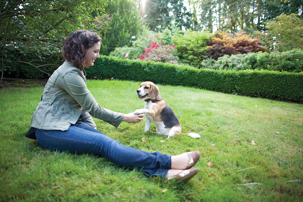 Collar impermeable de PetSafe Elite para uso exterior y lluvia ligera