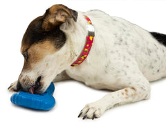 PetSafe pinguino frio: relleno con golosinas congeladas para recompensa fría.
