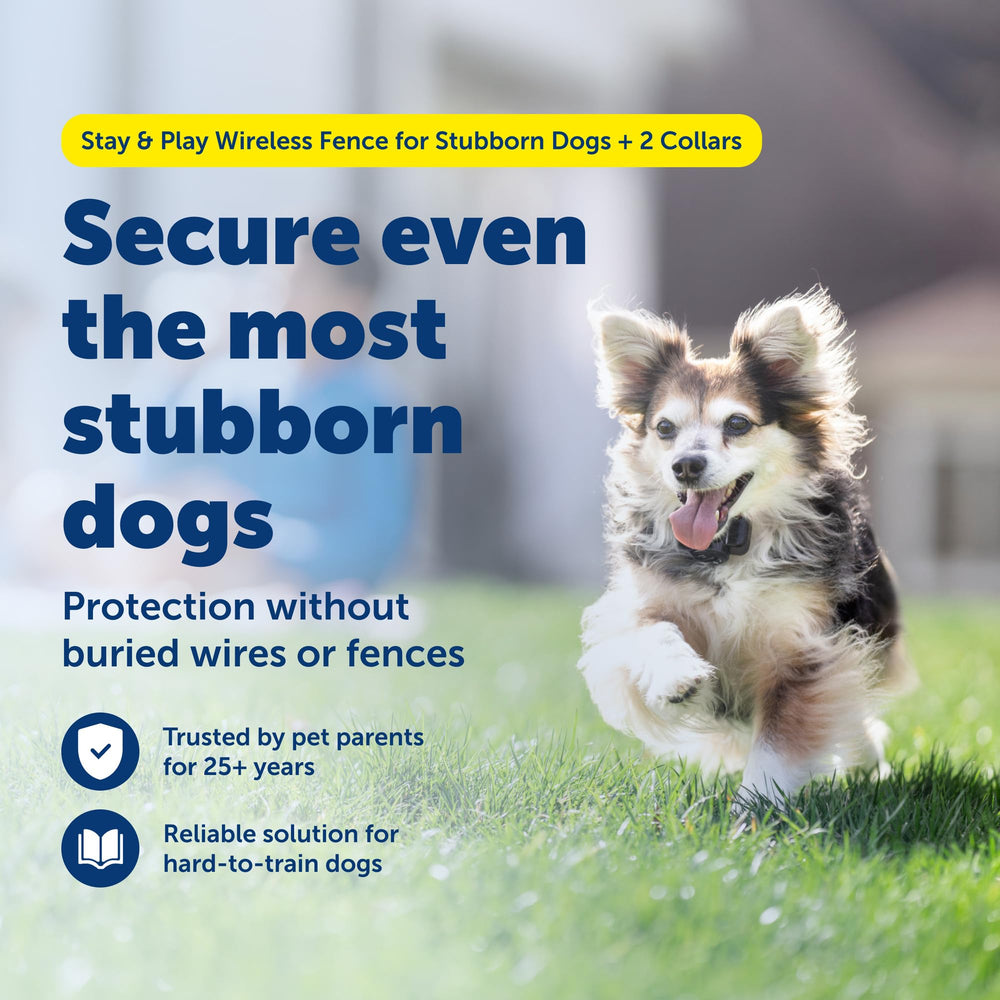 PetSafe Stay & Play Receptor collar inalámbrico, impermeable y recargable para perros.
