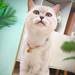 Collar PetsMeow con hebilla de seguridad que se abre si se engancha, protección para el juego.