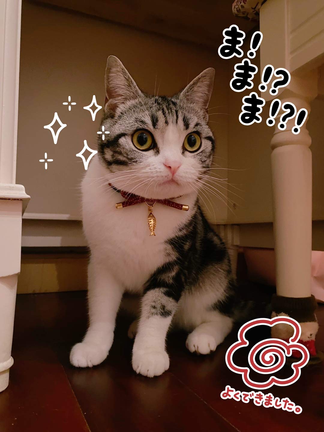 Ajuste cómodo para hembras y machos, collar PetSoKoo para gatitos.