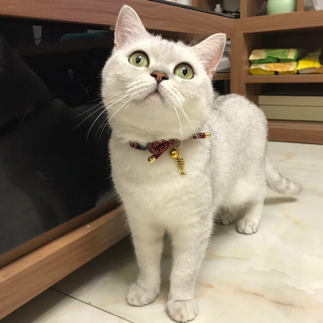 PetSoKoo diseño ligero ideal para gatos activos durante salidas.
