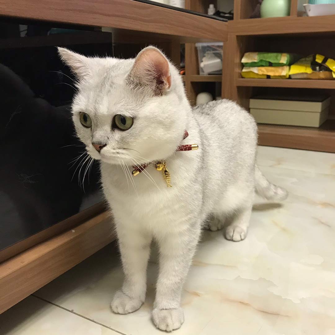 PetSoKoo collar gato suave algodón ligero y hipoalergénico.