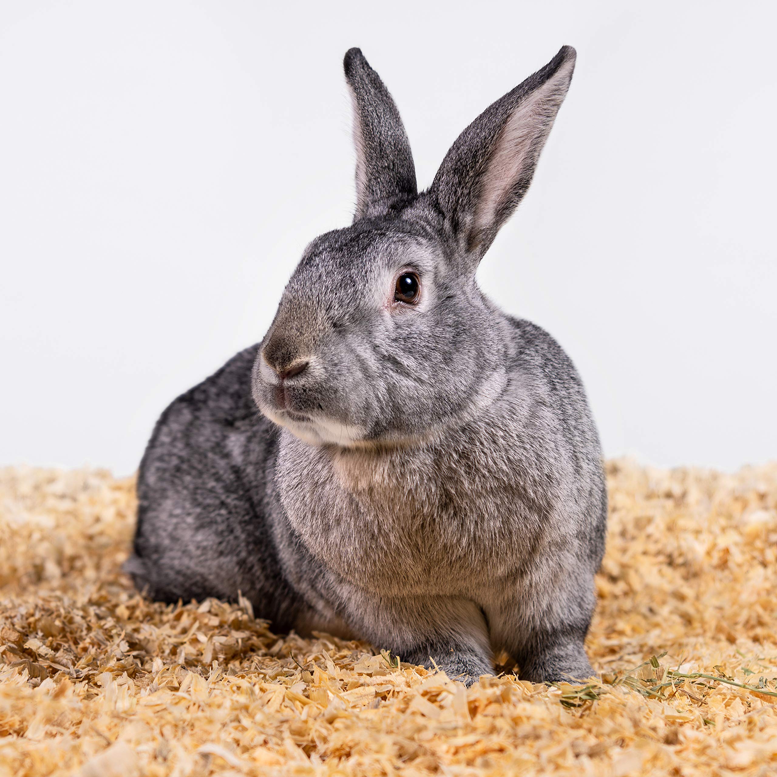 PETSPICK solución ecológica, fibras de pino seguras para jaulas y túneles.