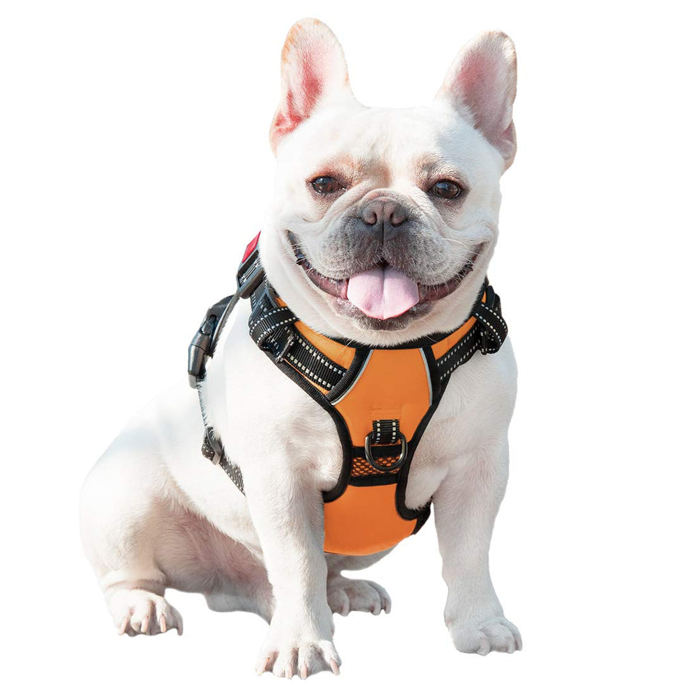 PHOEPET arnés diario, cómodo y seguro para perros pequeños.
