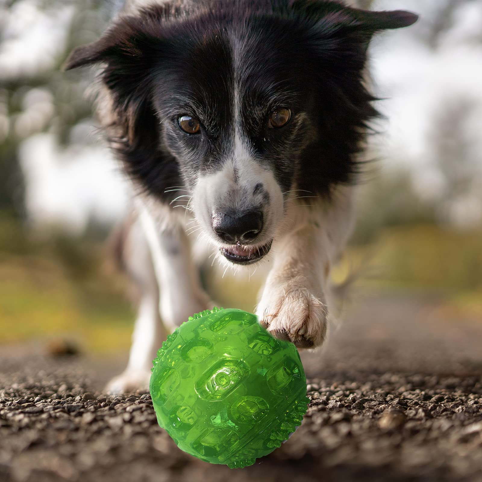 PJDH bola-perro-flotante facilita juegos en piscina