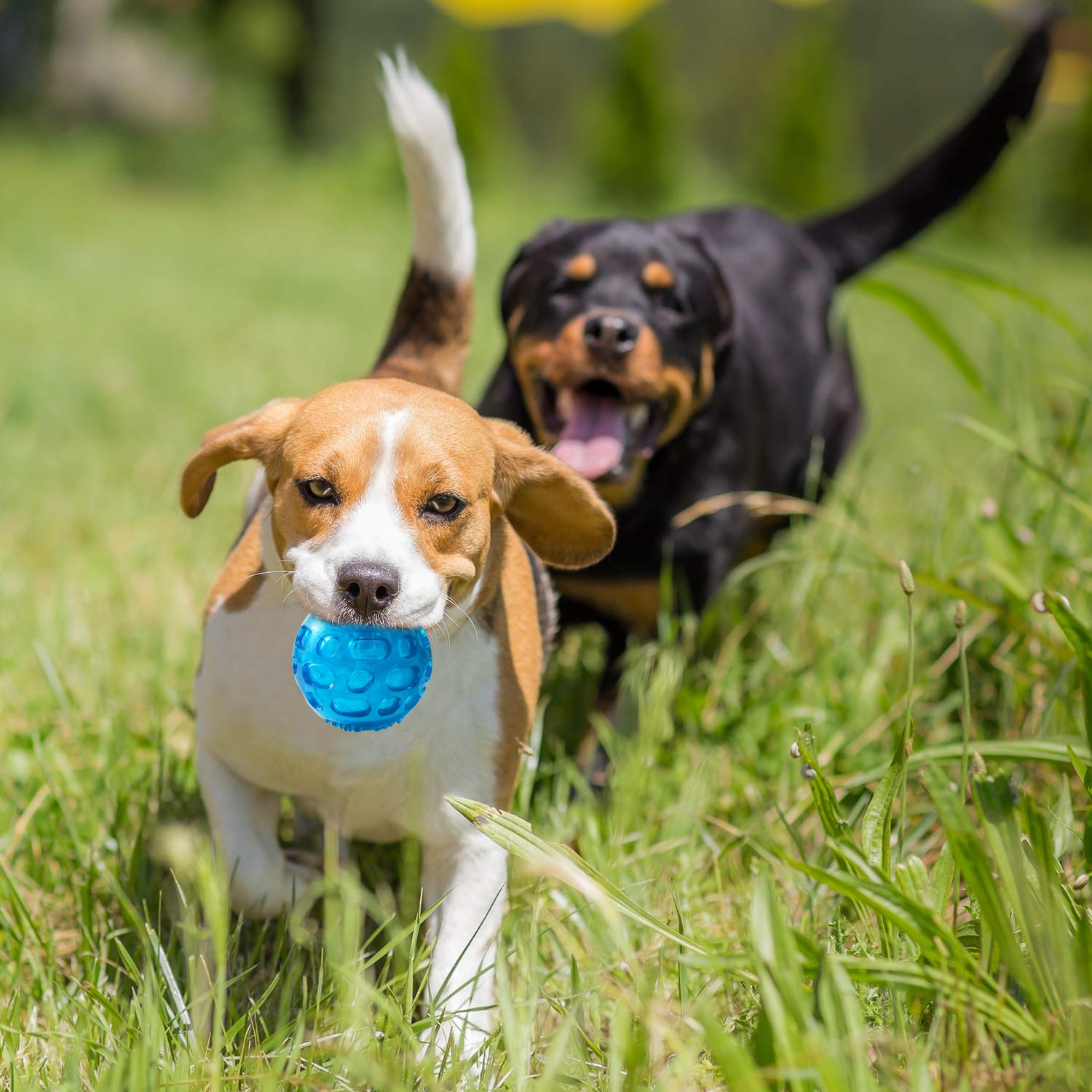 PJDH Pelota sonora para perro, empaque doble, regalo perfecto para mascotas