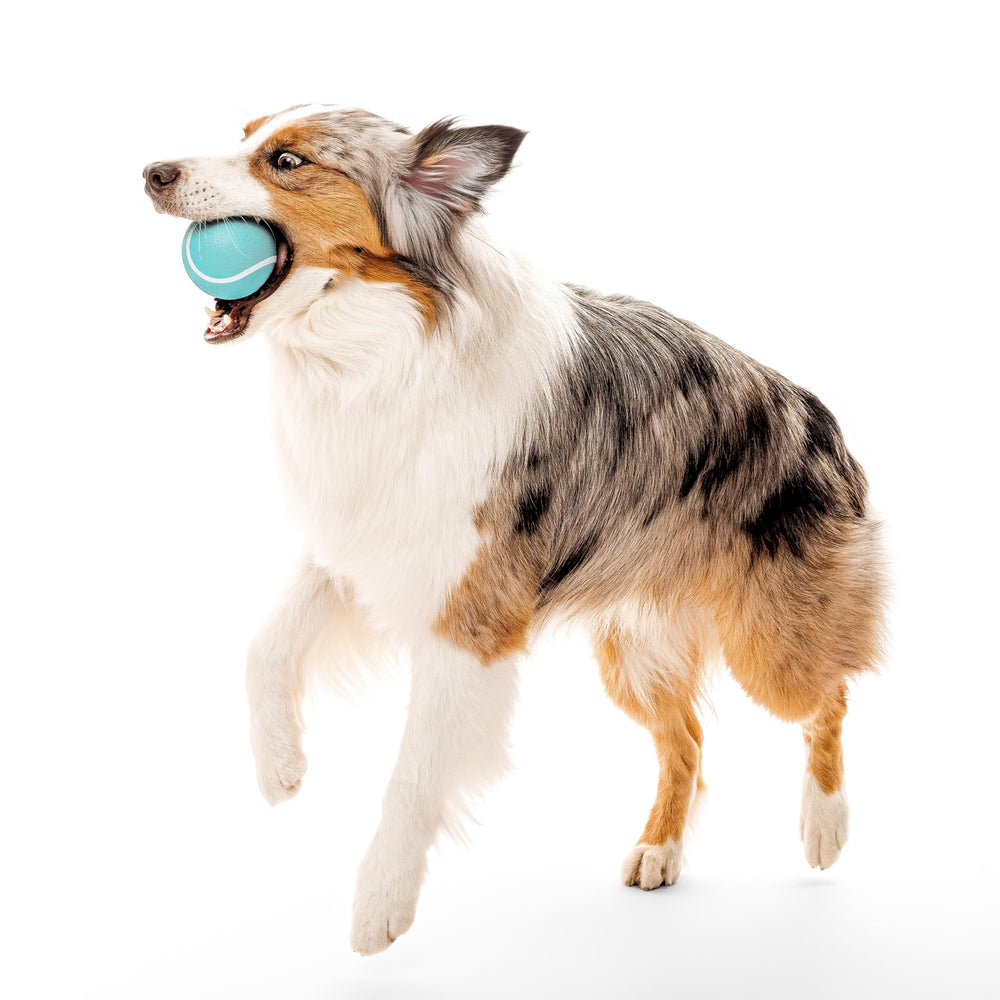 Playology: bola con aroma a mantequilla de maní para perros