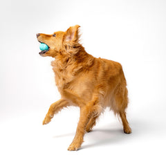 Playology bola flotante para agua, ideal para fetch en piscina o playa.
