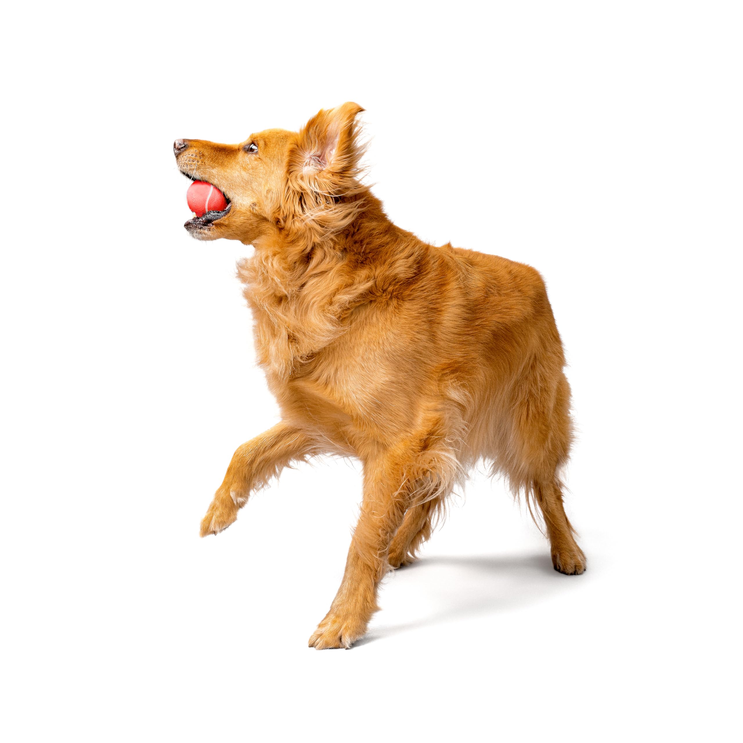 Playology bola aroma carne natural, atrae a tu perro durante las sesiones de juego.